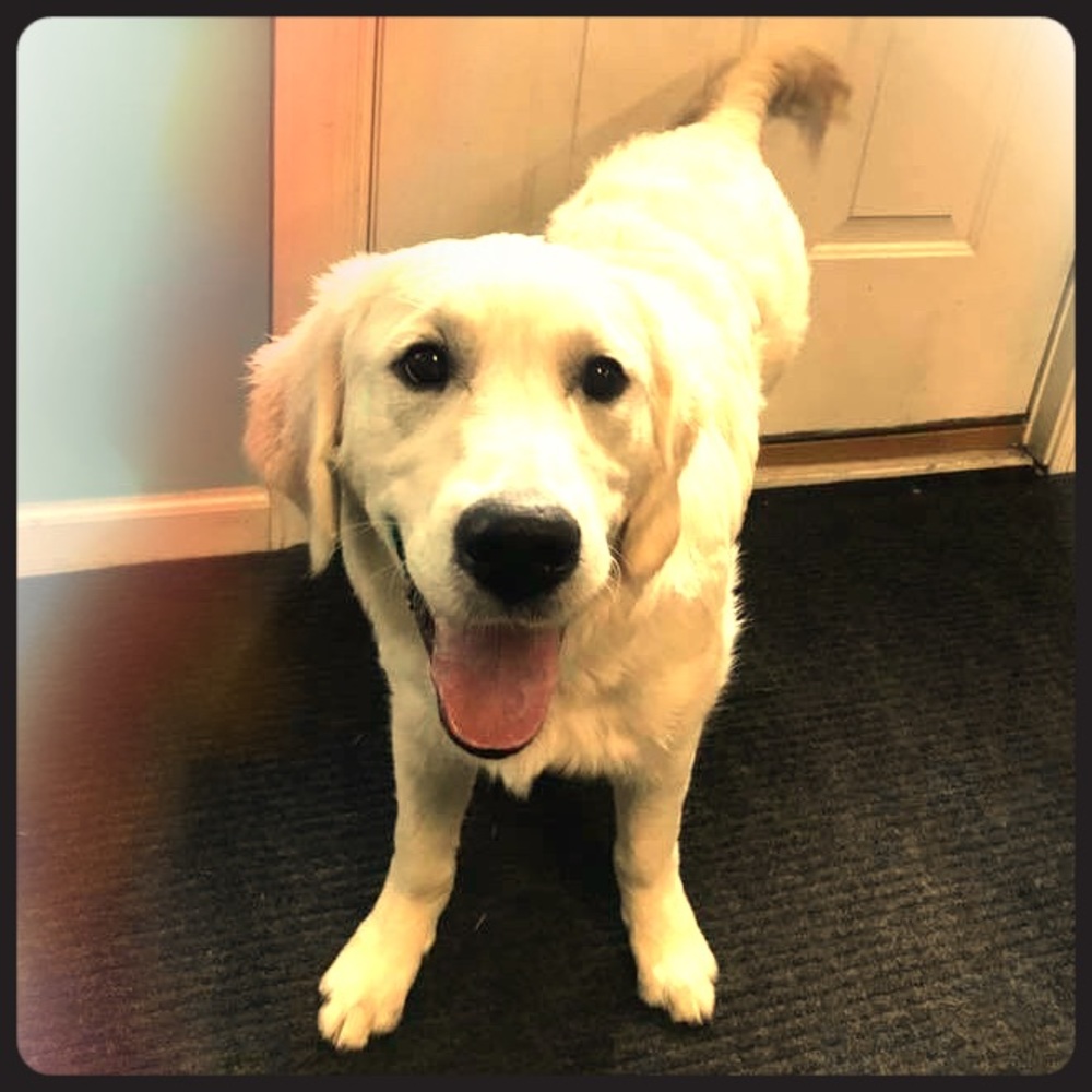 Meet your Posher, Maggie